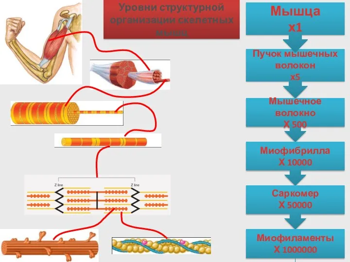 Пучок мышечных волокон х5 Уровни структурной организации скелетных мышц Мышца х1 Мышечное