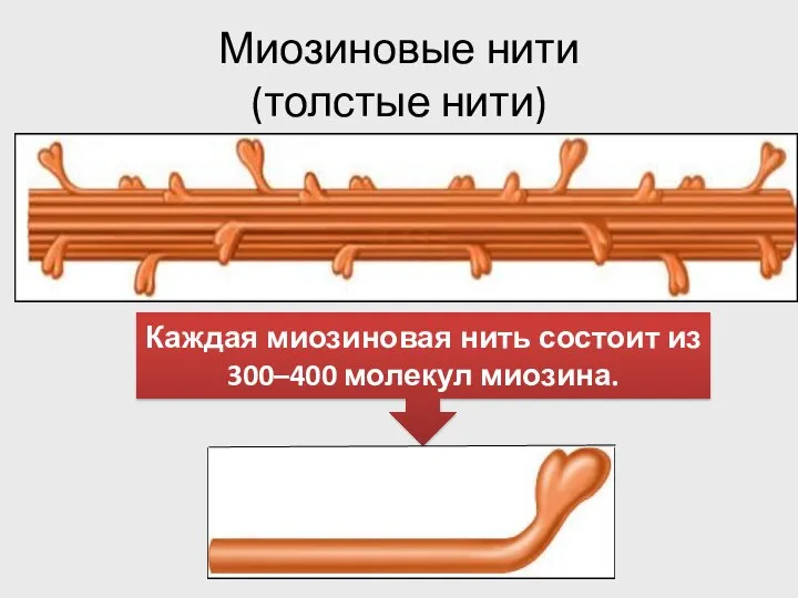 Миозиновые нити (толстые нити) Каждая миозиновая нить состоит из 300–400 молекул миозина.