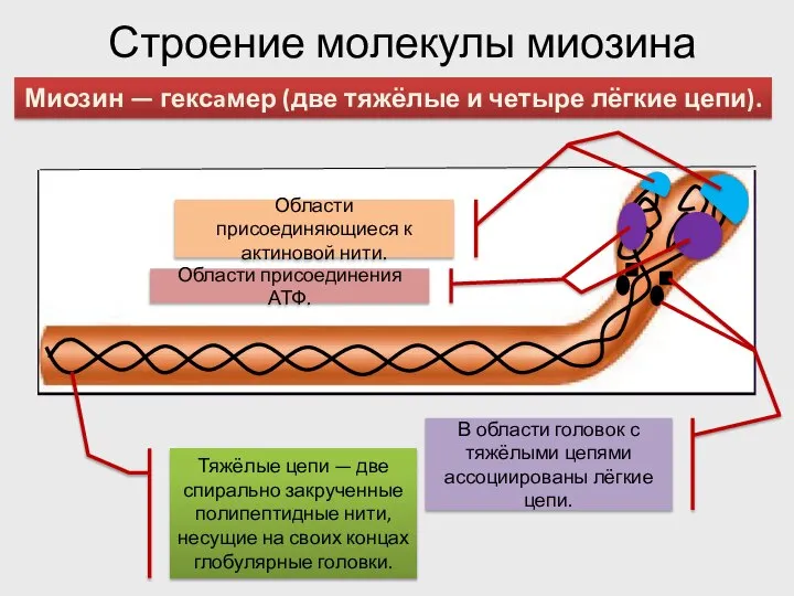 Строение молекулы миозина Тяжёлые цепи — две спирально закрученные полипептидные нити, несущие