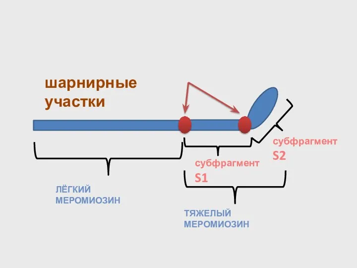 ЛЁГКИЙ МЕРОМИОЗИН ТЯЖЕЛЫЙ МЕРОМИОЗИН субфрагмент S1 субфрагмент S2 шарнирные участки