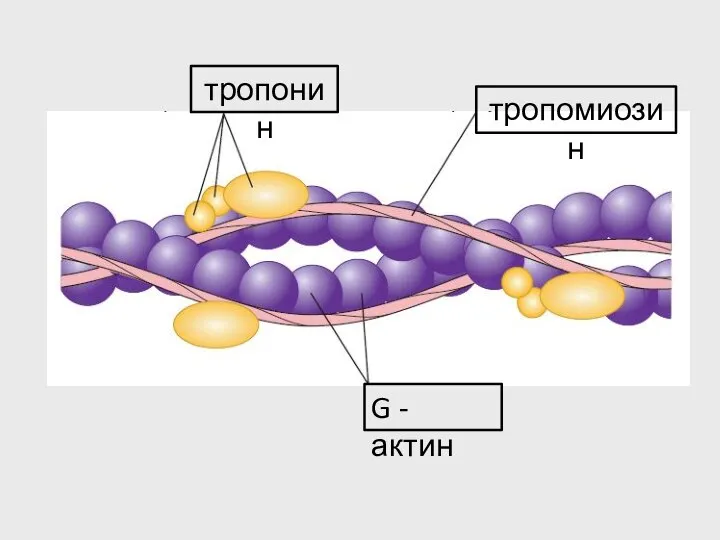 тропомиозин G - актин тропонин