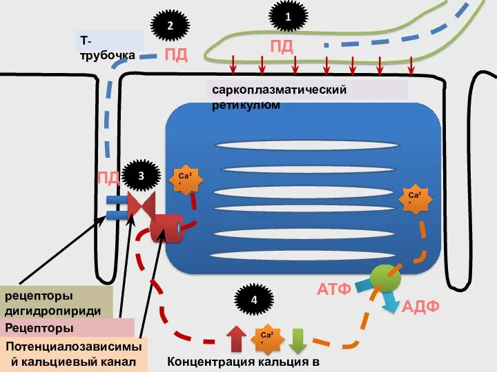 Са2+ Са2+ АТФ АДФ рецепторы дигидропиридина Рецепторы рианодина саркоплазматический ретикулюм Т-трубочка Са2+