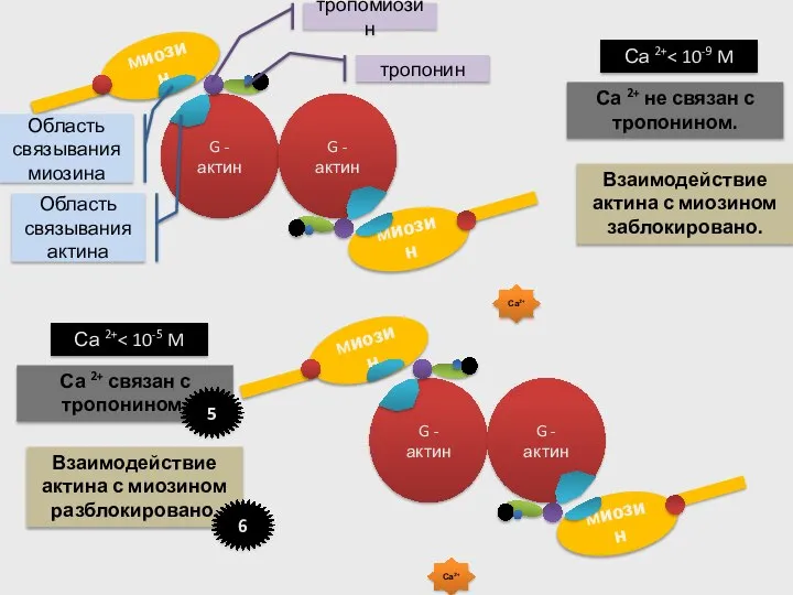 G - актин G - актин G - актин G - актин