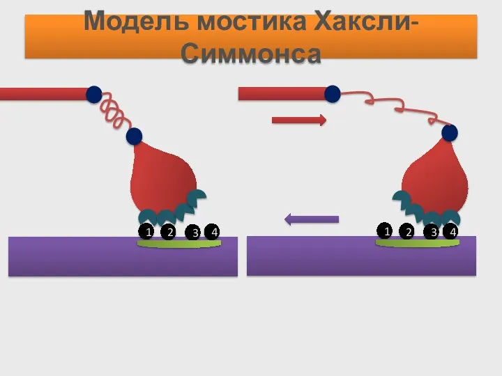 Модель мостика Хаксли-Симмонса 1 2 3 4 1 2 3 4