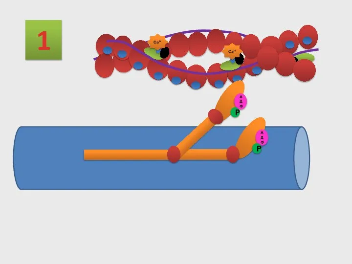 1 Са2+ АДФ Р АДФ Р