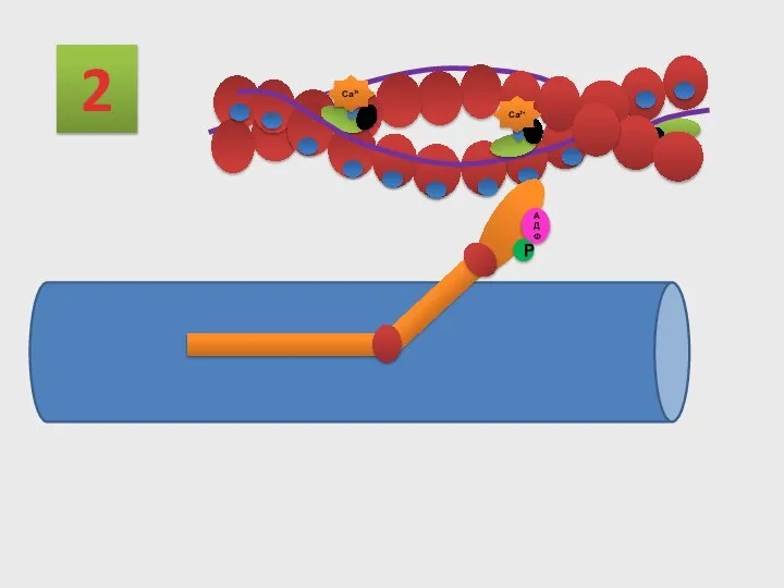 2 Са2+ АДФ Р