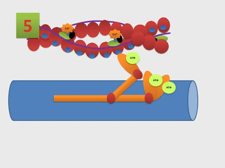 5 АТФ АТФ АТФ