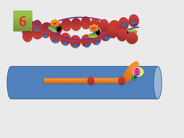 6 АТФ АДФ Р