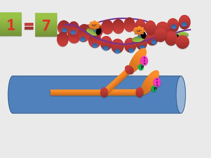 1 Са2+ АДФ Р АДФ Р 7