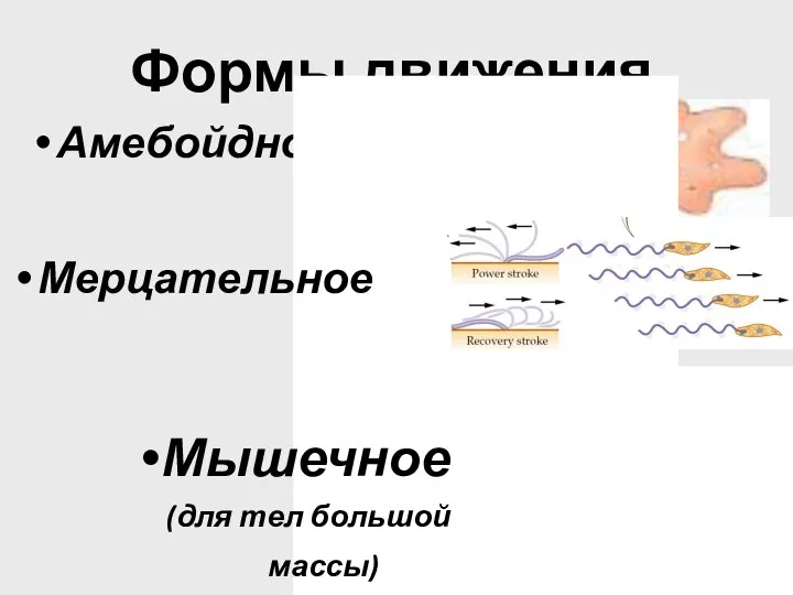 Формы движения Амебойдное Мерцательное Мышечное (для тел большой массы)