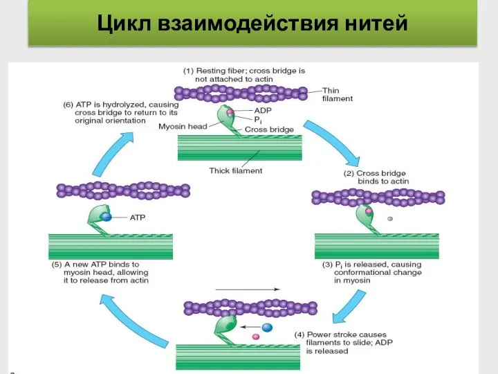 Цикл взаимодействия нитей