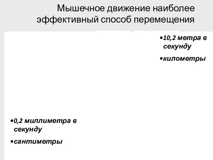 Мышечное движение наиболее эффективный способ перемещения 0,2 миллиметра в секунду сантиметры 10,2 метра в секунду километры