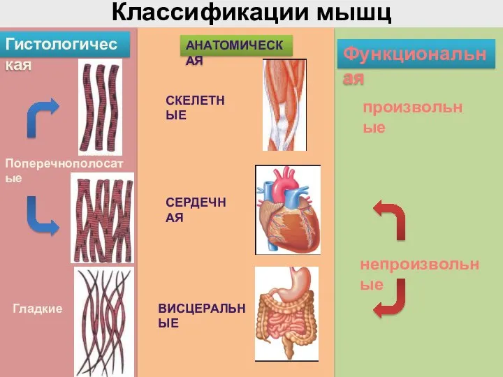 Классификации мышц АНАТОМИЧЕСКАЯ СКЕЛЕТНЫЕ ВИСЦЕРАЛЬНЫЕ СЕРДЕЧНАЯ Гистологическая Поперечнополосатые Гладкие произвольные Функциональная непроизвольные