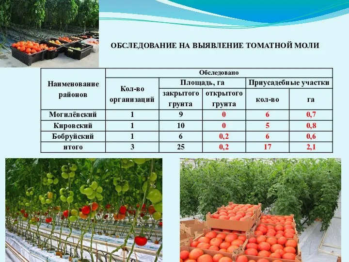 ОБСЛЕДОВАНИЕ НА ВЫЯВЛЕНИЕ ТОМАТНОЙ МОЛИ