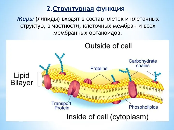 Жиры (липиды) входят в состав клеток и клеточных структур, в частности, клеточных