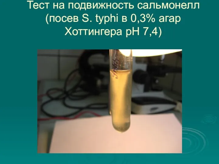 Тест на подвижность сальмонелл (посев S. typhi в 0,3% агар Хоттингера рН 7,4)