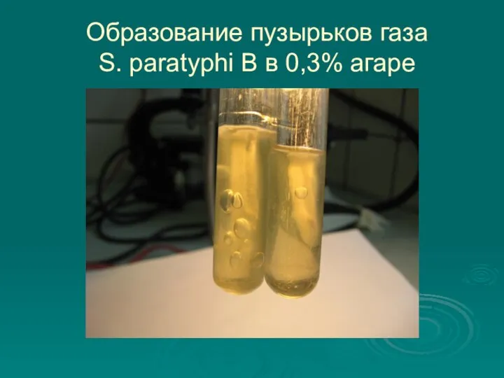 Образование пузырьков газа S. paratyphi В в 0,3% агаре
