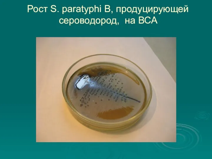 Рост S. раratyphi В, продуцирующей сероводород, на ВСА