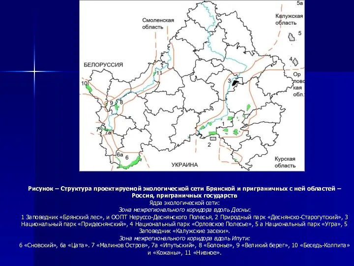 Рисунок – Структура проектируемой экологической сети Брянской и приграничных с ней областей