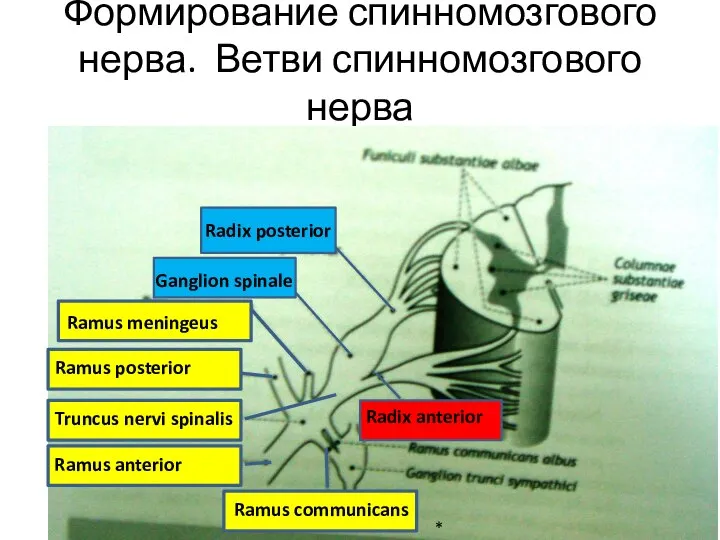 Формирование спинномозгового нерва. Ветви спинномозгового нерва Ganglion spinale Radix anterior Radix posterior