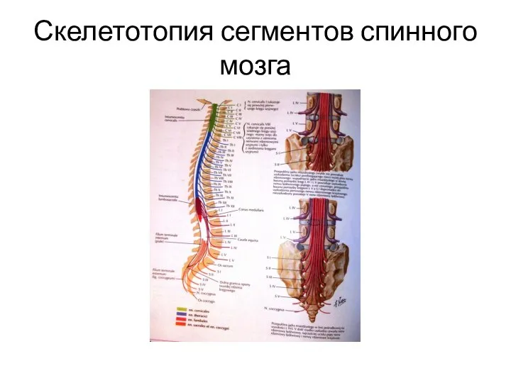 Скелетотопия сегментов спинного мозга