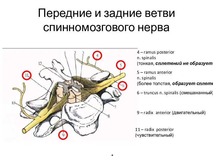 Передние и задние ветви спинномозгового нерва 9 – radix anterior (двигательный) 11