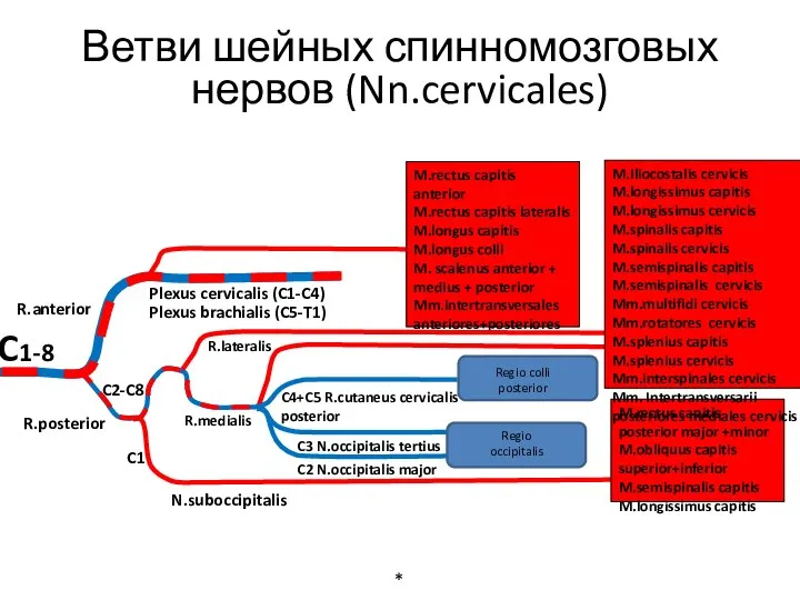 C1-8 R.anterior R.posterior Plexus cervicalis (C1-C4) Plexus brachialis (C5-T1) M.rectus capitis anterior