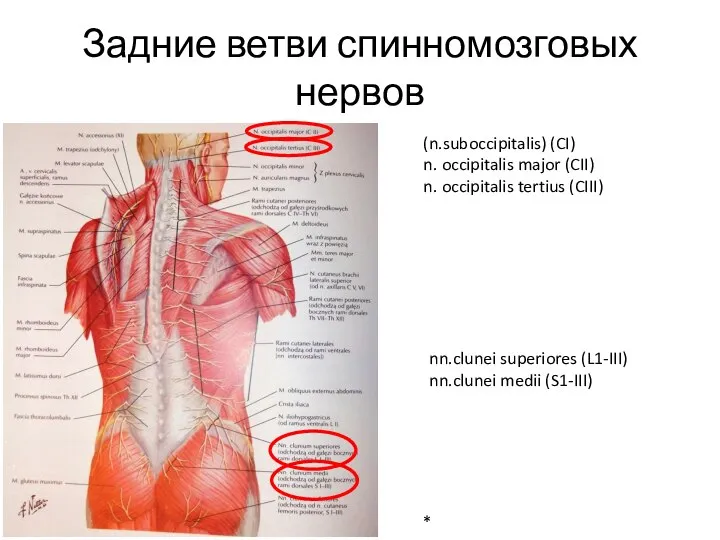 Задние ветви спинномозговых нервов (n.suboccipitalis) (CI) n. occipitalis major (CII) n. occipitalis