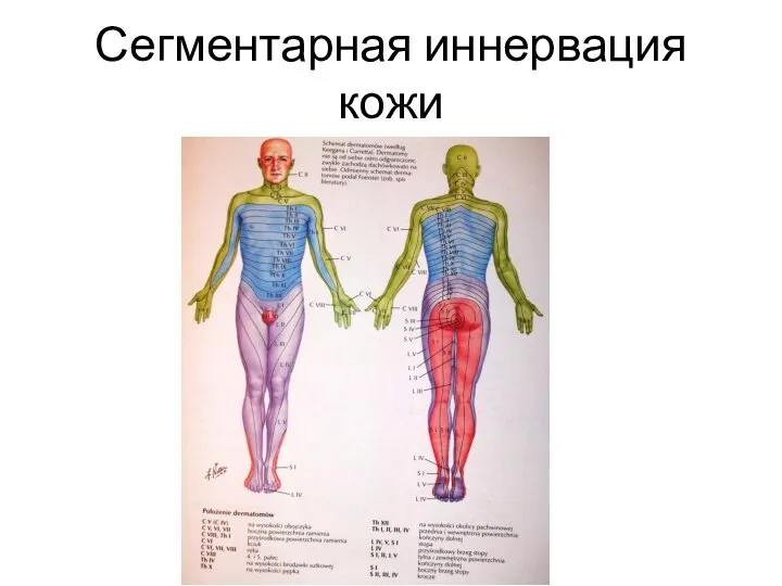 Сегментарная иннервация кожи