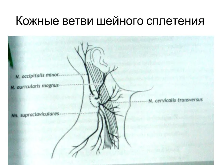 Кожные ветви шейного сплетения