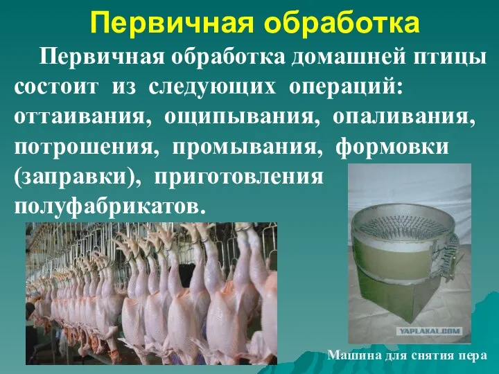 Первичная обработка Первичная обработка домашней птицы состоит из следующих операций: оттаивания, ощипывания,