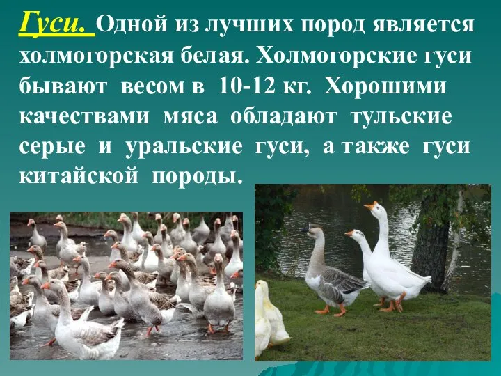 Гуси. Одной из лучших пород является холмогорская белая. Холмогорские гуси бывают весом