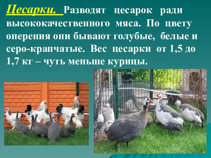 Цесарки. Разводят цесарок ради высококачественного мяса. По цвету оперения они бывают голубые,