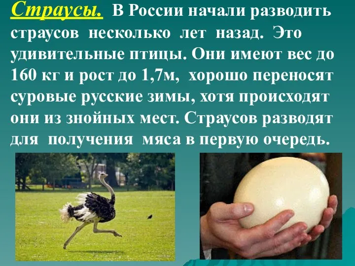 Страусы. В России начали разводить страусов несколько лет назад. Это удивительные птицы.