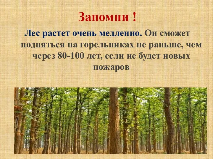 Запомни ! Лес растет очень медленно. Он сможет подняться на горельниках не