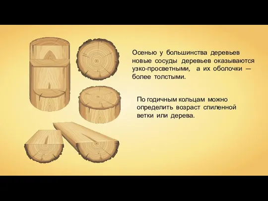 Осенью у большинства деревьев новые сосуды деревьев оказываются узко-просветными, а их оболочки