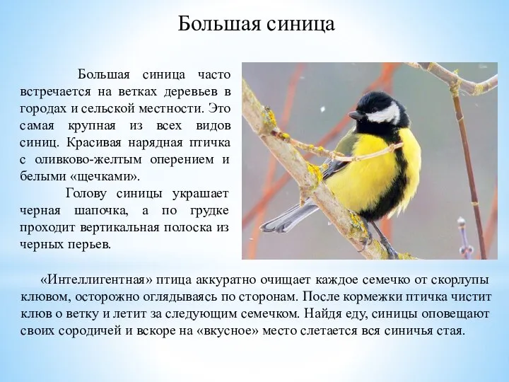 Большая синица часто встречается на ветках деревьев в городах и сельской местности.