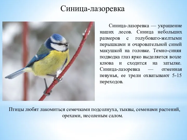 Синица-лазоревка — украшение наших лесов. Синица небольших размеров с голубовато-желтыми перышками и