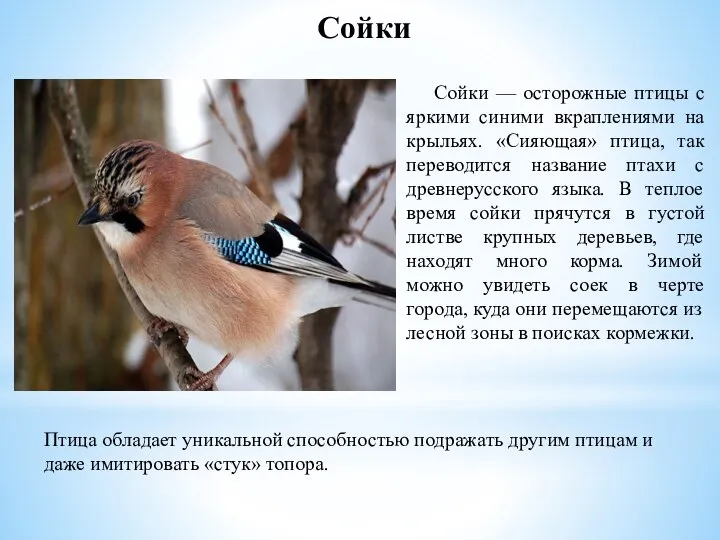 Сойки — осторожные птицы с яркими синими вкраплениями на крыльях. «Сияющая» птица,