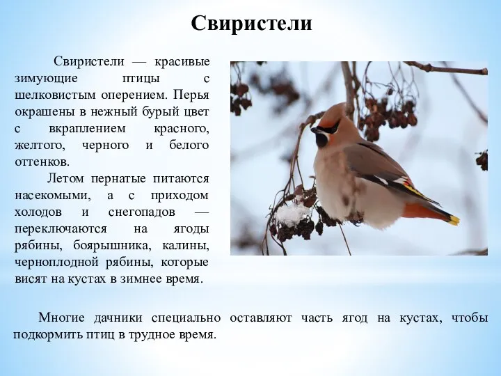 Свиристели — красивые зимующие птицы с шелковистым оперением. Перья окрашены в нежный