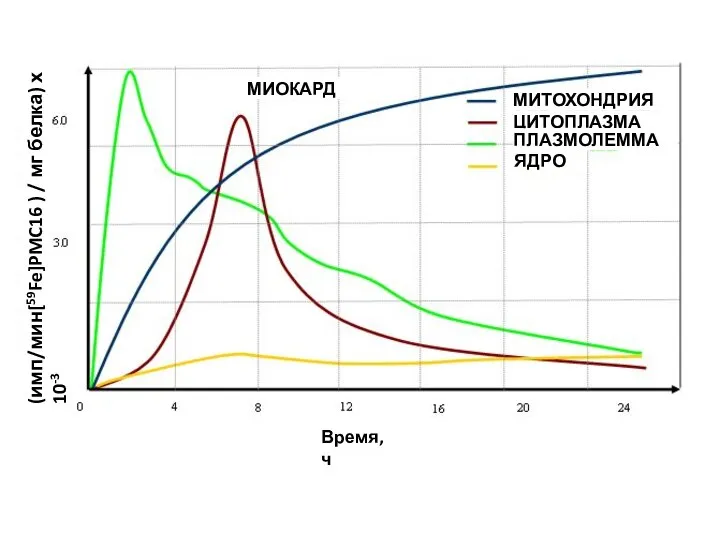 Время, ч МИТОХОНДРИЯ ЦИТОПЛАЗМА ПЛАЗМОЛЕММА ЯДРО МИОКАРД (имп/мин[59Fe]PMC16 ) / мг белка) х 10-3
