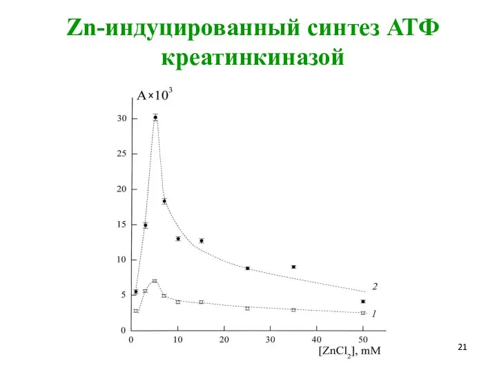 Zn-индуцированный синтез АТФ креатинкиназой