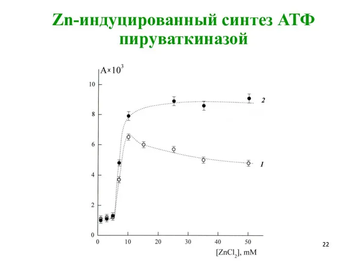 Zn-индуцированный синтез АТФ пируваткиназой
