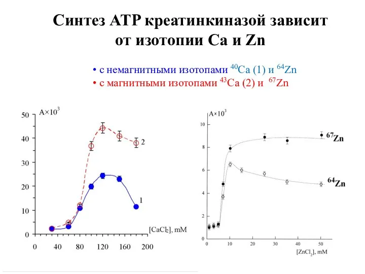 Синтез ATP креатинкиназой зависит от изотопии Ca и Zn • с немагнитными