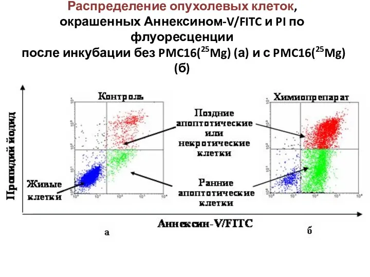 Распределение опухолевых клеток, окрашенных Аннексином-V/FITC и PI по флуоресценции после инкубации без