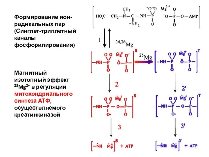 Формирование ион-радикальных пар (Синглет-триплетный каналы фосфорилирования) Магнитный изотопный эффект 25Mg2+ в регуляции