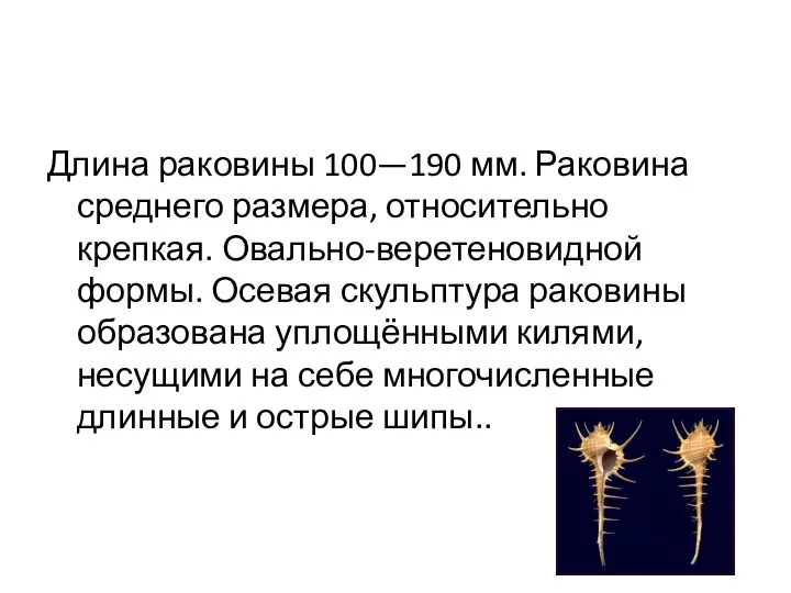 Длина раковины 100—190 мм. Раковина среднего размера, относительно крепкая. Овально-веретеновидной формы. Осевая