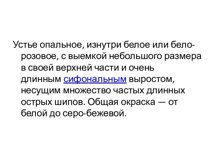 Устье опальное, изнутри белое или бело-розовое, с выемкой небольшого размера в своей