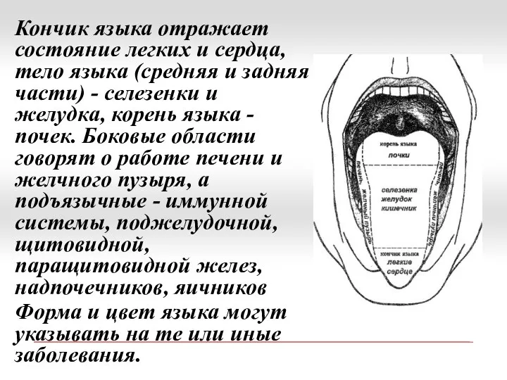 Кончик языка отражает состояние легких и сердца, тело языка (средняя и задняя