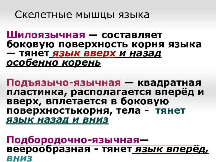 Скелетные мышцы языка Шилоязычная — составляет боковую поверхность корня языка — тянет